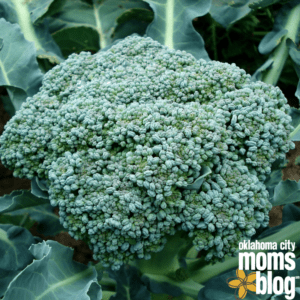 Green Crown of Broccoli